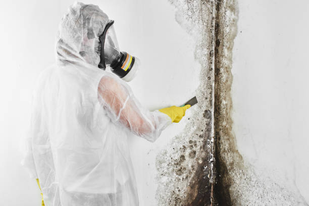 Best Crawl Space Mold Removal  in Hemphill, TX