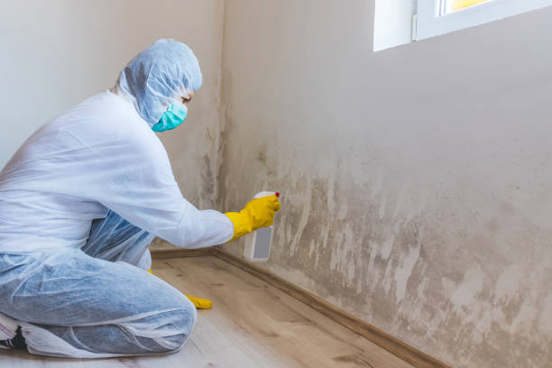 Attic Mold Removal in Hemphill, TX