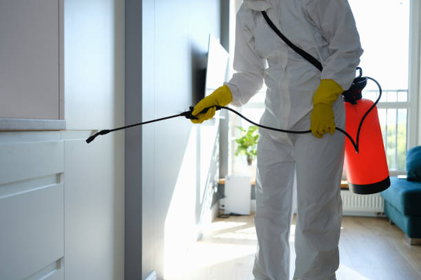 Reliable Hemphill, TX Mold Removal Solutions