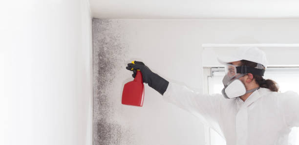 Best Professional Mold Removal  in Hemphill, TX