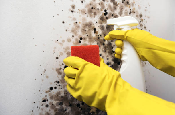 Best Same-Day Mold Removal  in Hemphill, TX
