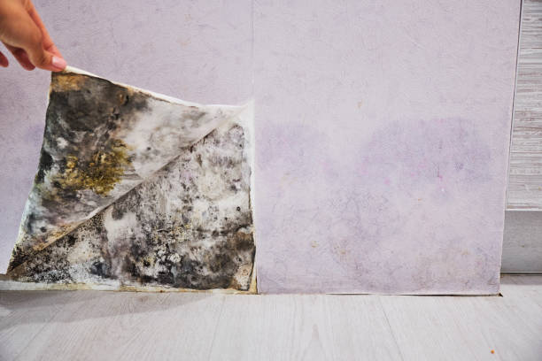 Best Mold Removal Near Me  in Hemphill, TX